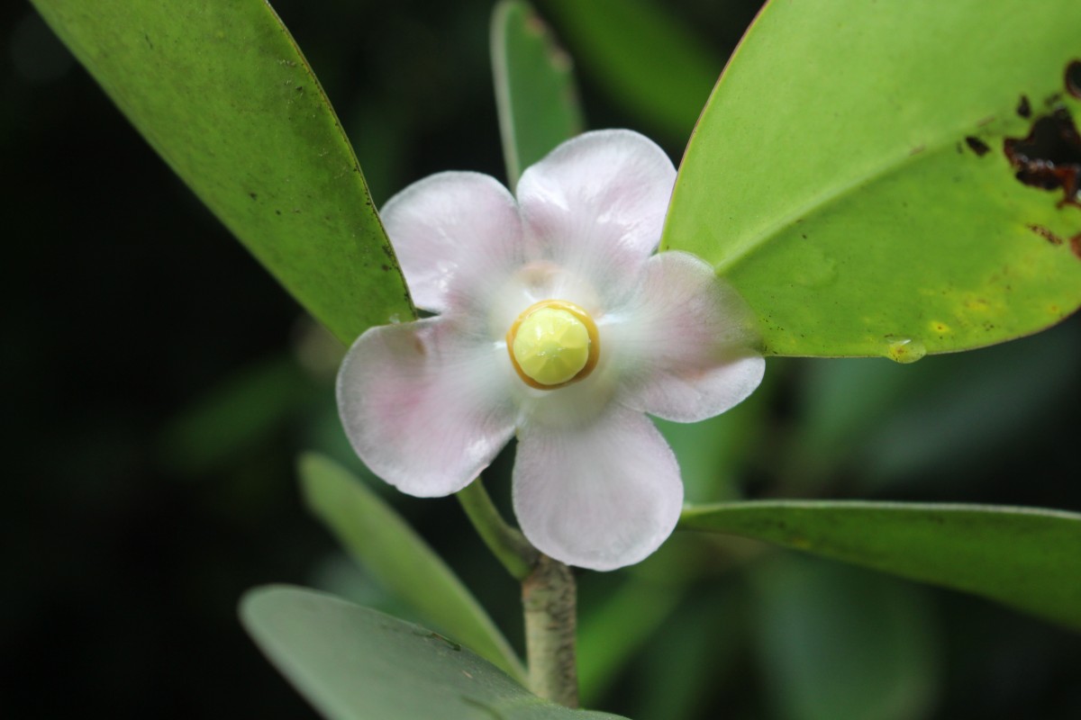 Clusia rosea Jacq.